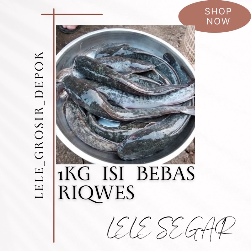 

IKAN LELE 1Kg FRESH