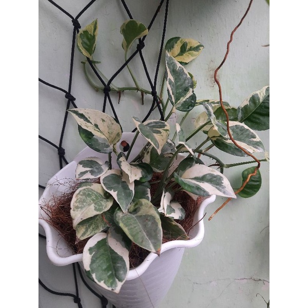 Sirih Gading koin, njoy,varigata