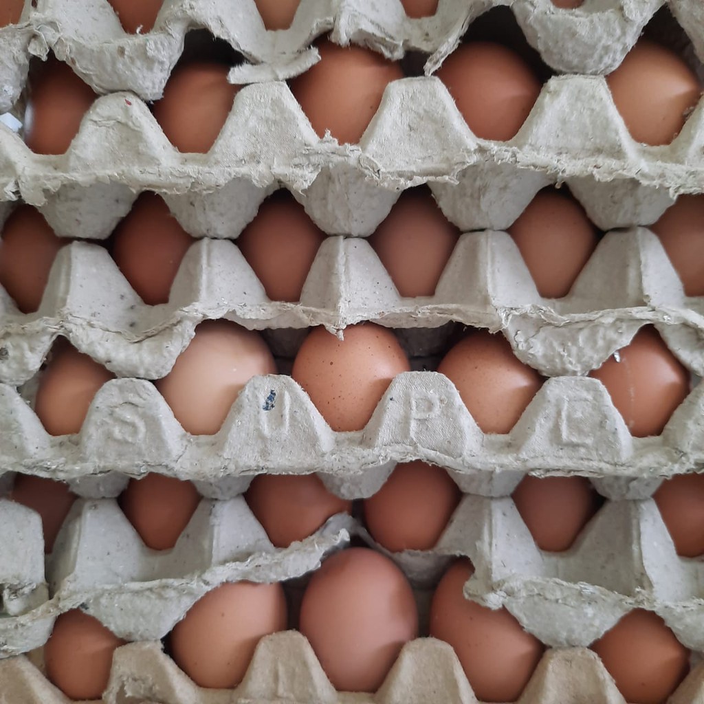 

Telur 1kg - Locarvest