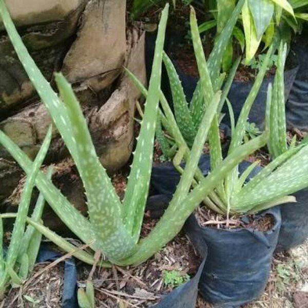 Lidah Buaya Tanaman Hidup Aloe Vera Tanaman Daun Lidah Buaya