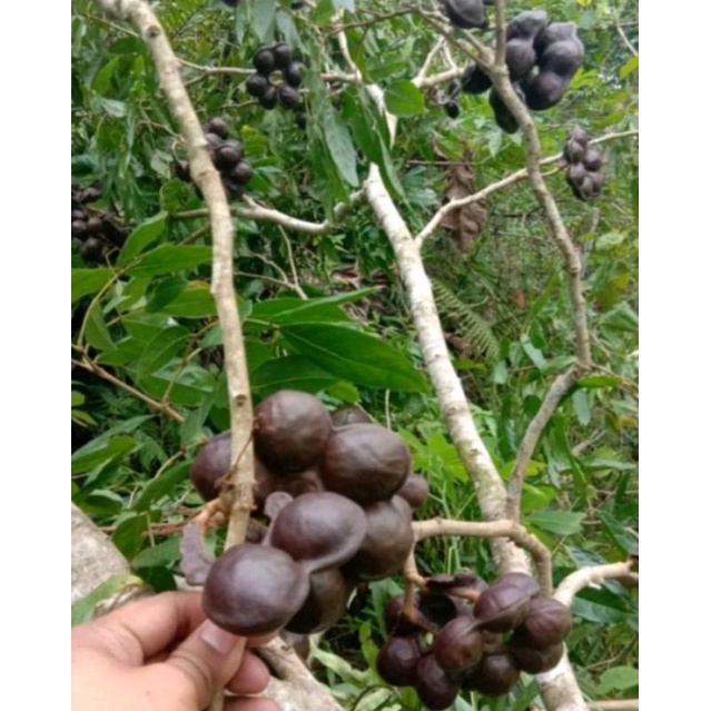 

NOB jengkol tua sudah di kupas/fress /jengkol super gram