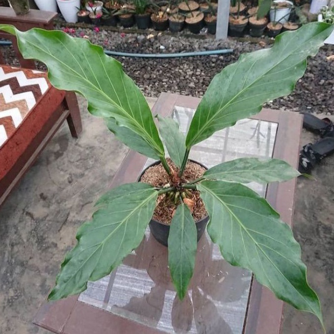 Tanaman Hias Anthurium Gelombang Cinta/Anthurium gelombang Cinta/Anthurium cobra/Anthurium