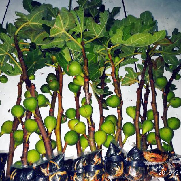 Bibit Buah Tin Ara