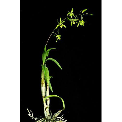 anggrek spesies dendrobium capra