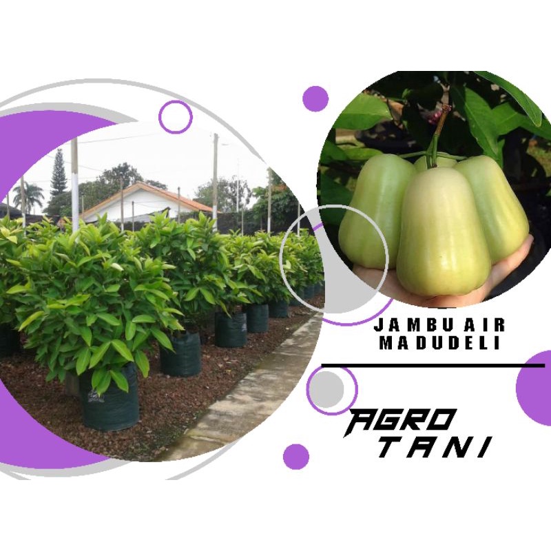 bibit jambu air madu deli