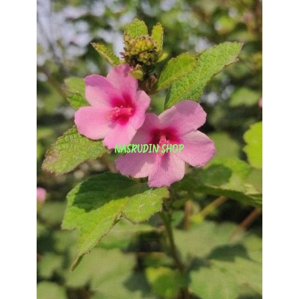 

DAUN PULUTAN SEGAR / DAUN PANGPULUTAN LANGSUNG PETIK / URENA LOBATA