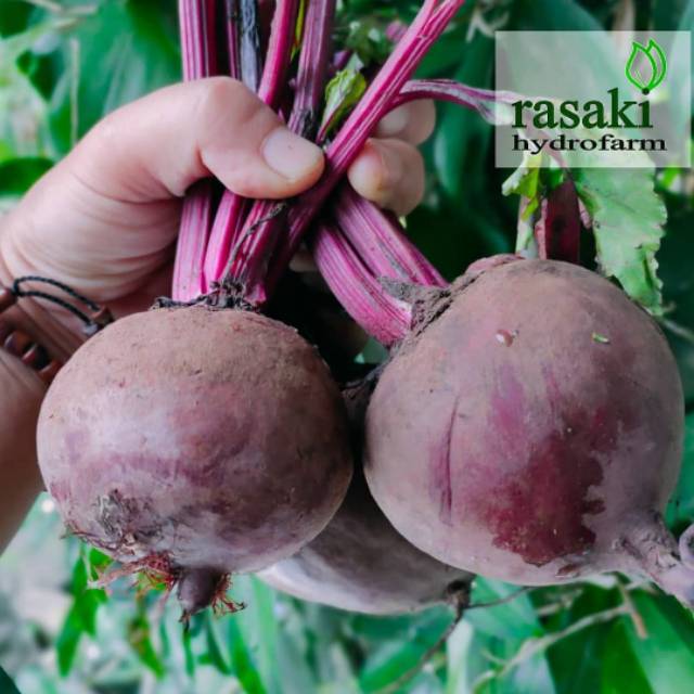 

Beetroot buah bit organik 500gr murah