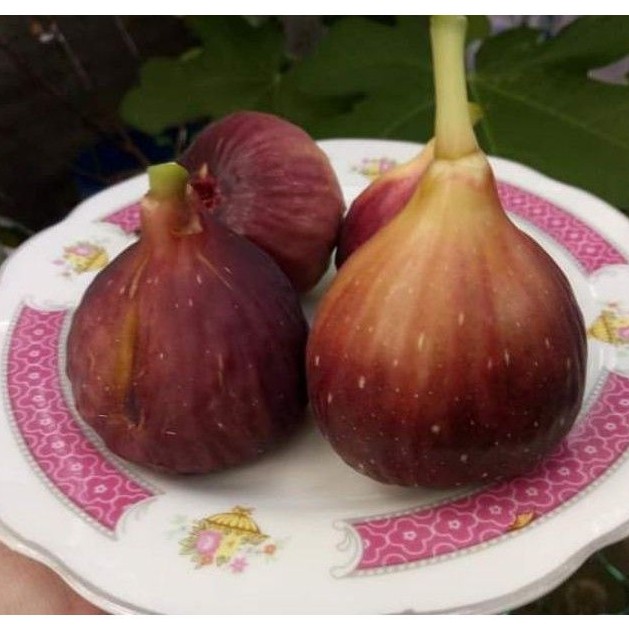 bibit buah tin cangkok jenis MOYUNA - bibit pohon tin jumbo - bibit buah tin merah