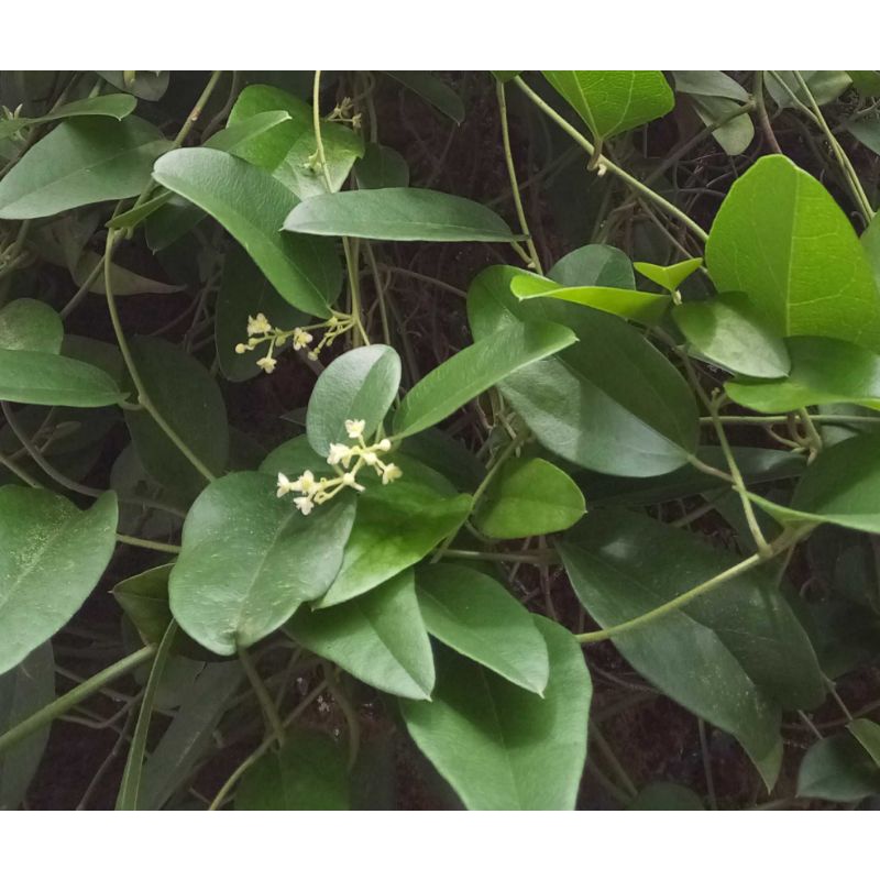 

daun cincau jelly 100gram
