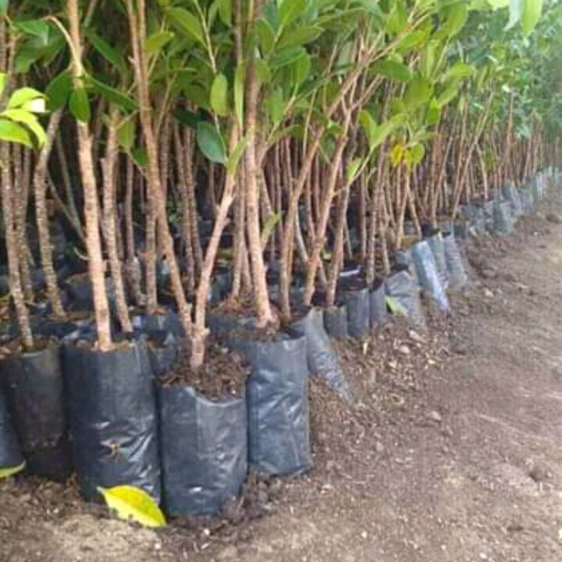 bahan bonsai beringin kimeng