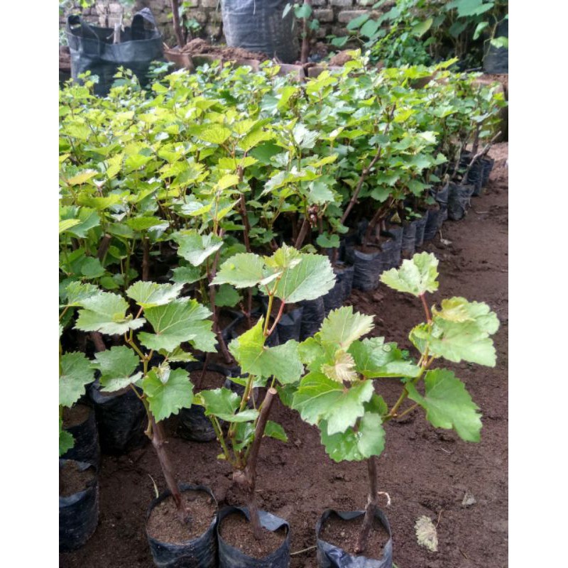 bibit anggur redmaster varian rootstok