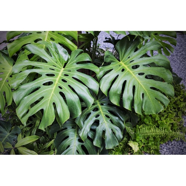 Bibit Tanaman Indoor Monstera King Shopee Indonesia