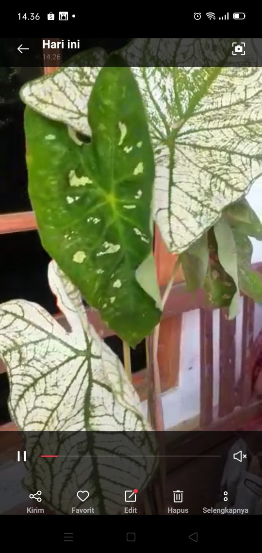 Tanaman Hias Keladi Army/caladium Army