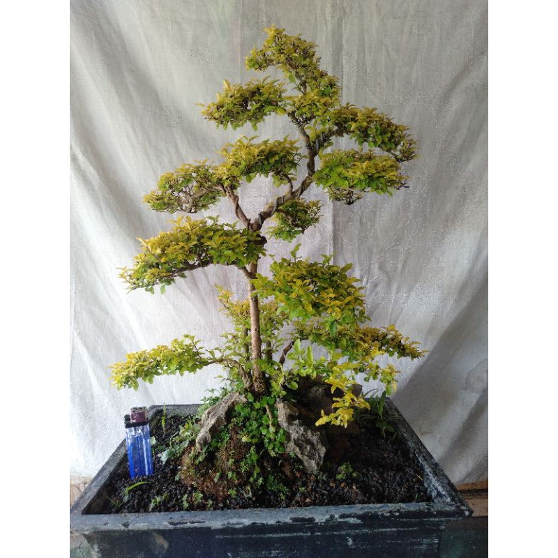 Jual Bonsai Legistrum Kuning Shopee Indonesia