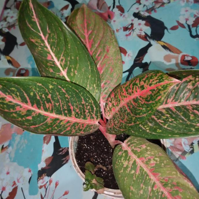 Tanaman Hias Aglonema Red Sumatra - Pohon Aglonema Red Sumatra Mawarolshop1