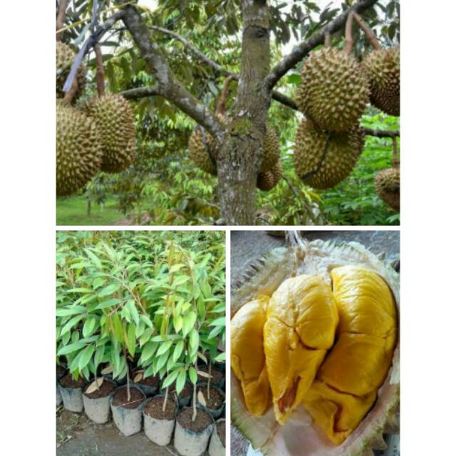 Bibit Unggul Super Durian Petruk Jenis Tanaman Okulasi Cangkok Pembibitan Cepat Berbuah Shopee Indonesia