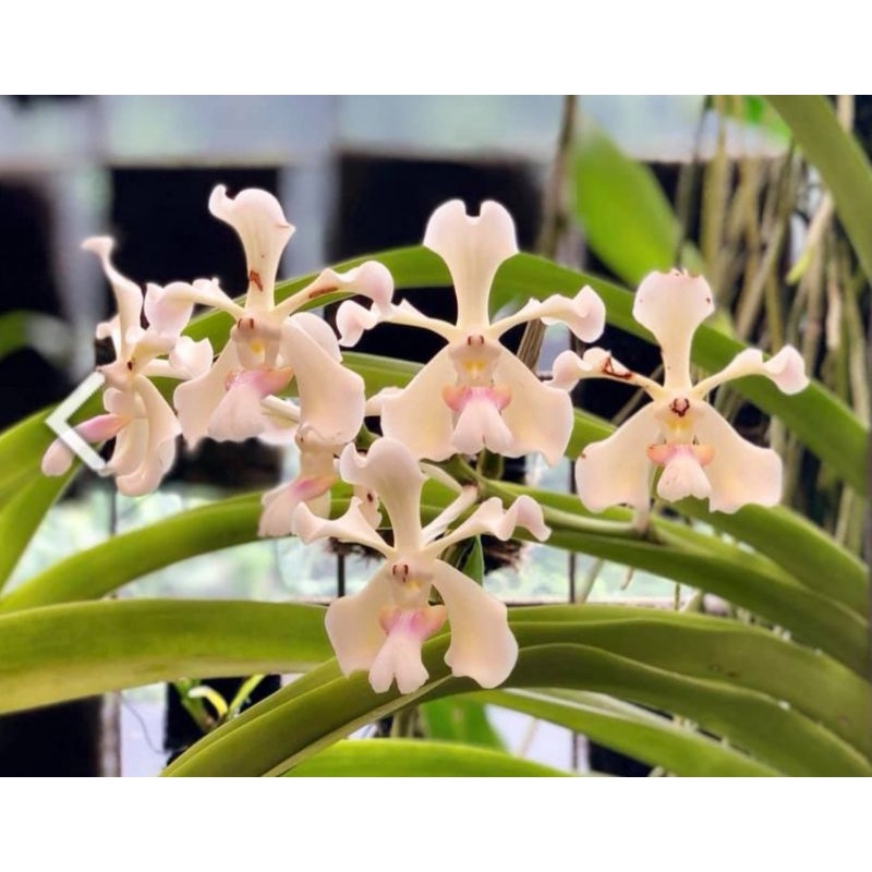 Vanda Tricolor var alba