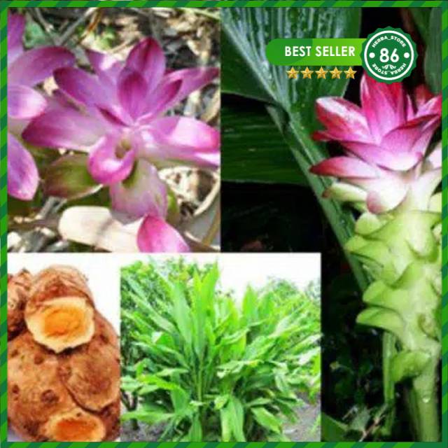 

Bibit temulawak kunyit temulawak obat herbal