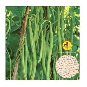 Benih Buncis Logawa 500 gram