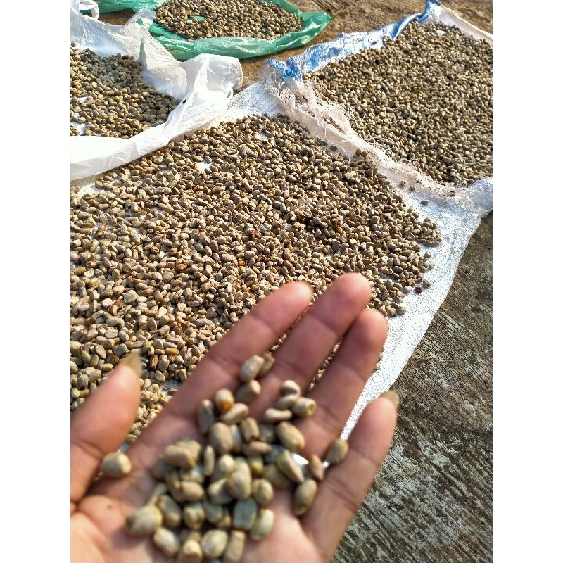 bibit bunga Porang /spora super