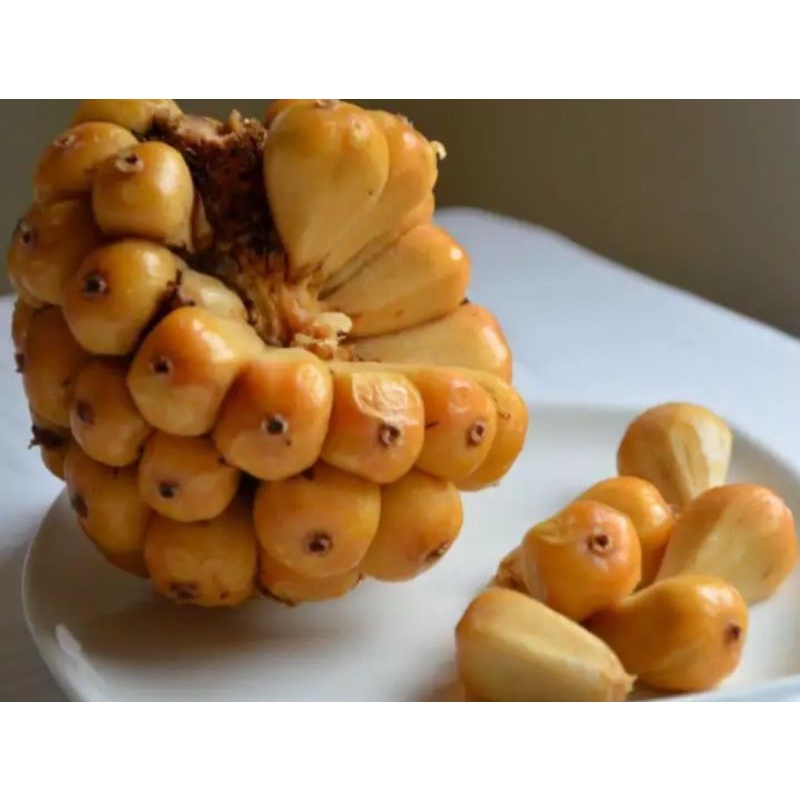 

Asam Cikala / Asam Patikala / Buah Honje / Asam Cekala / mobe Segar 500gram