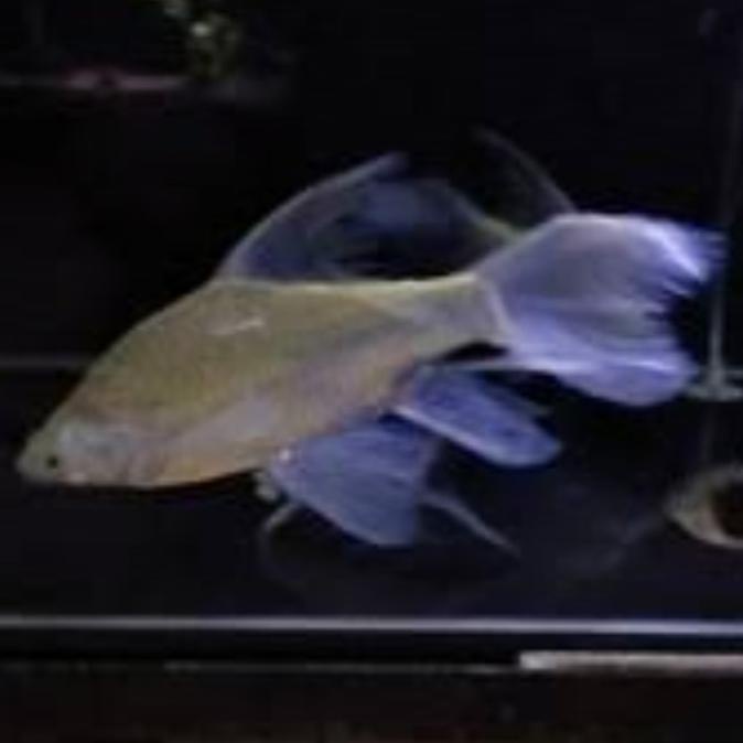 Ikan kaviat slayer