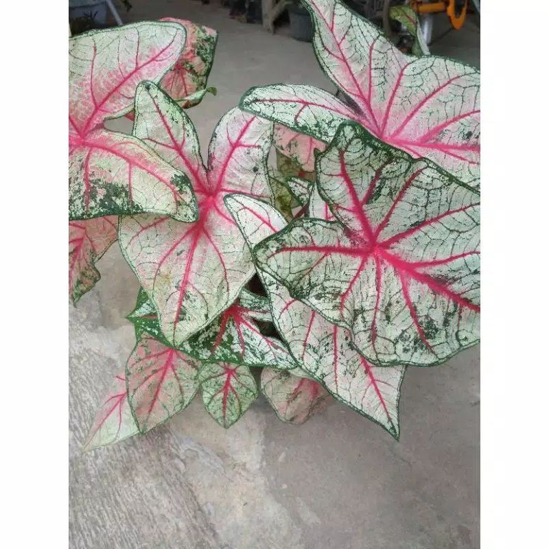 Caladium/ Keladi Red Bone ( remaja )