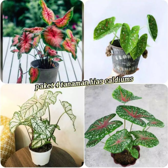 4 paket tanaman hias keladi / keladi cladimus / keladi