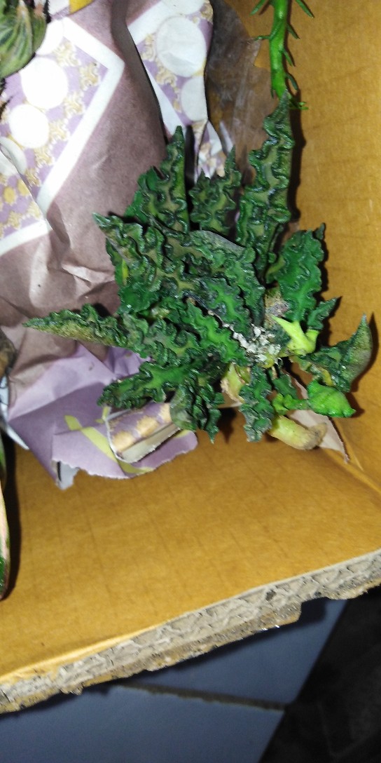 Tanaman Kaktus Dan Sekulen Euforbhia Decaryii