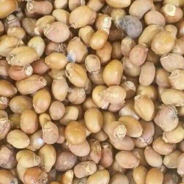 1 kg Biji kesambi unggul