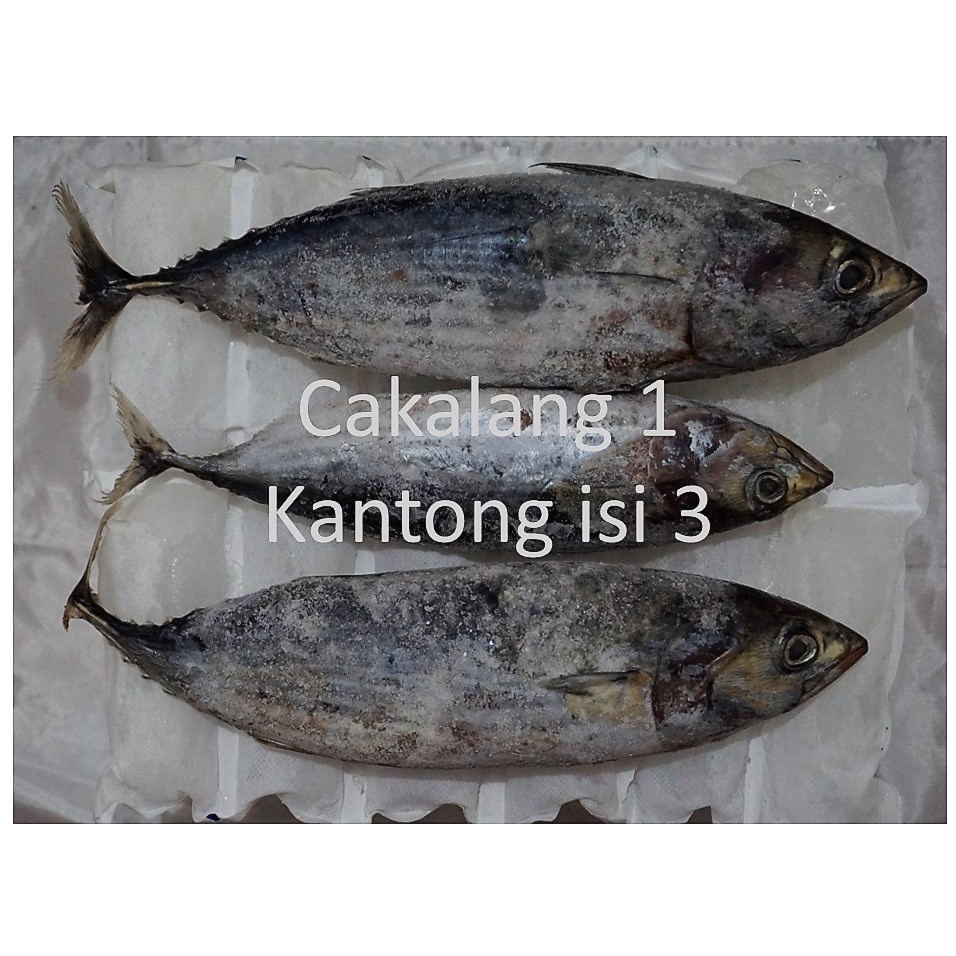 

Ikan Cakalang