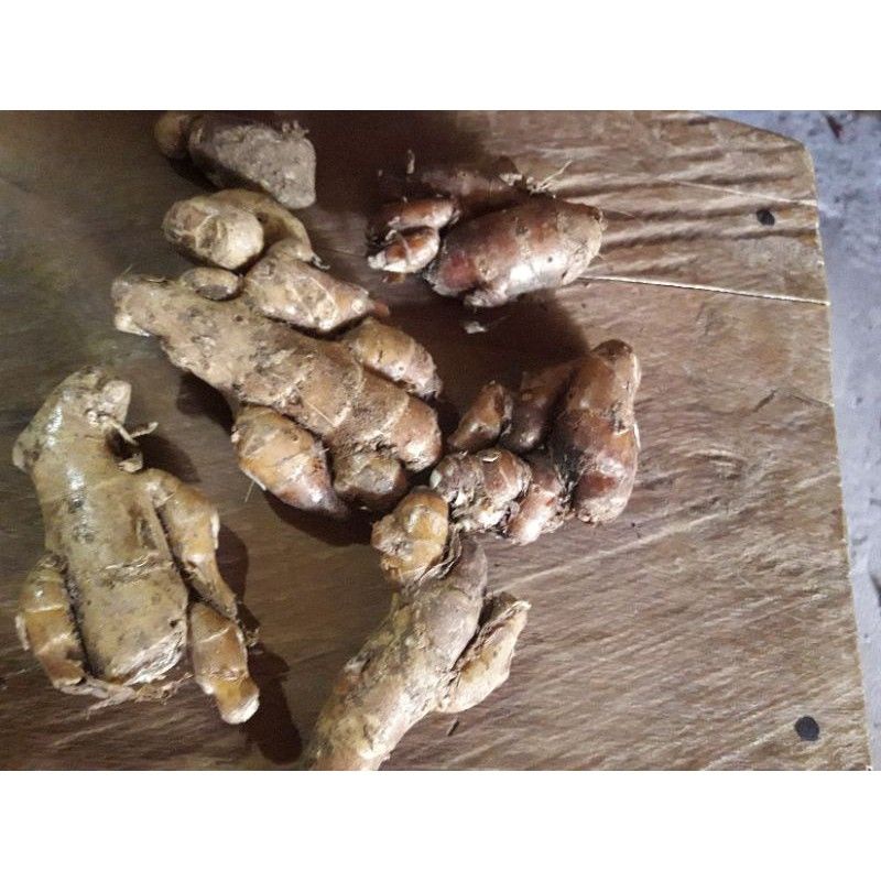 

kencur tua segar500gram