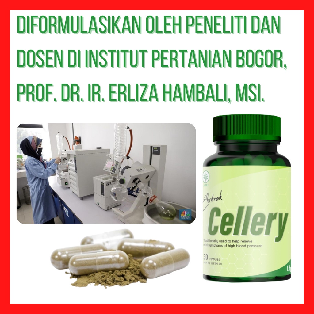 Ecellery Obat Darah Tinggi Hipertensi Ekstrak Cellery Kapsul Herbal Ampuh Terdaftar di BPOM