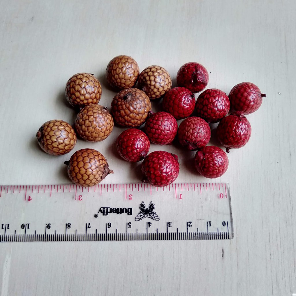 

BIJI SALAK MERAH