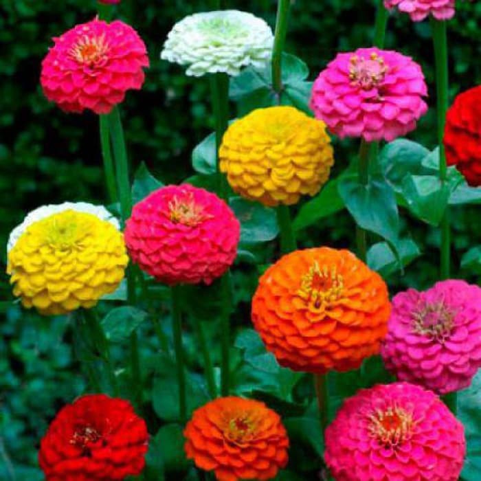 Gambar Bunga  Kertas  Zinnia 