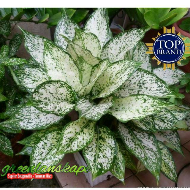 Aglonema snow white-beras tumpah-bibit berkualitas