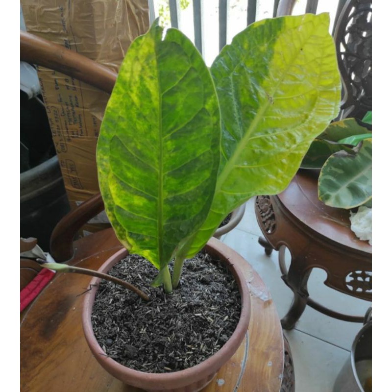 Anturium Mangkok Jaguar Varigata