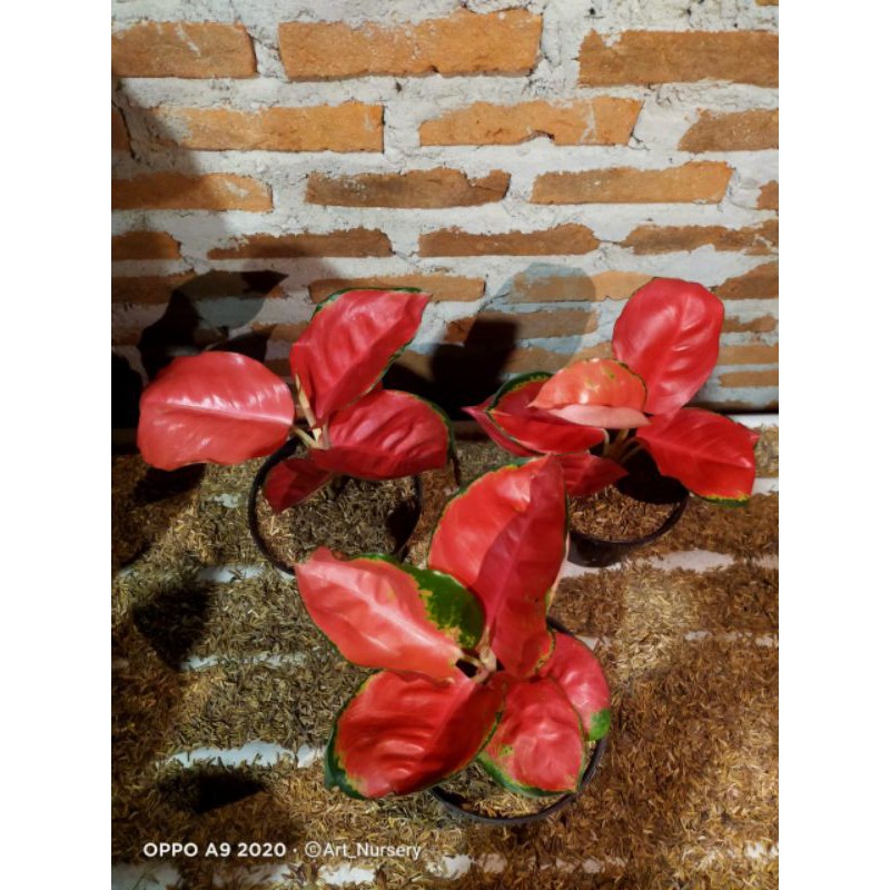 aglonema red Cherry murah