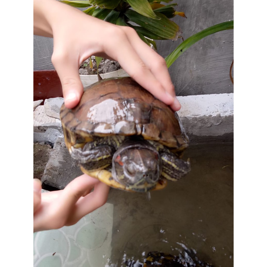 KURA BRAZIL INDUKAN BETINA