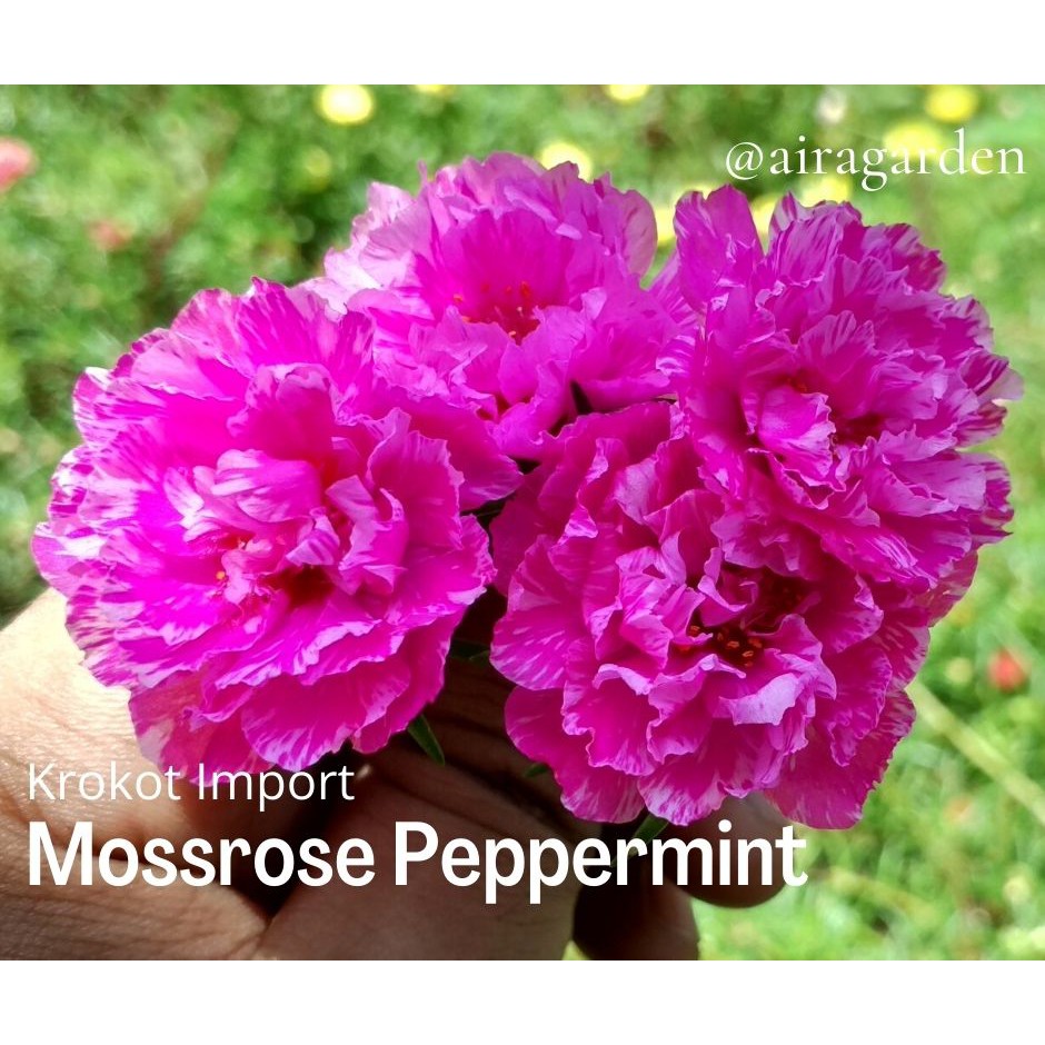 Tanaman Hias Bunga Krokot Tumpuk import ID Peppermint