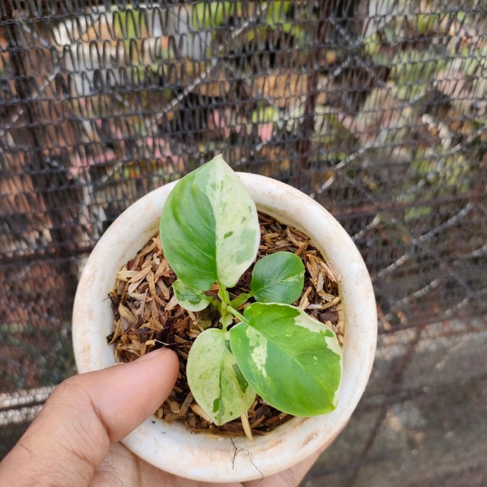 homalomena sp varigata bibit