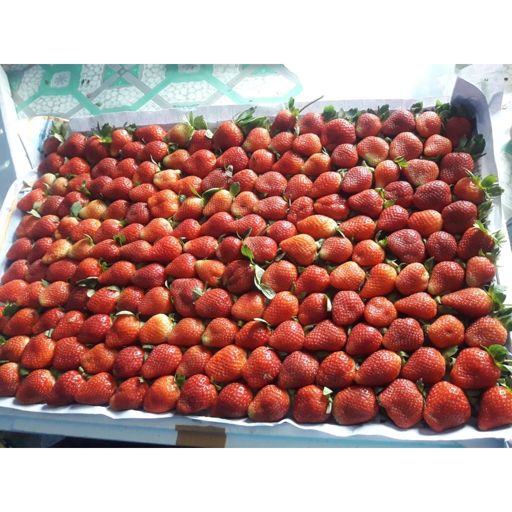 

Strawberry Fresh Premium Ciwidey - Mini [Paket Distributor 5kg]