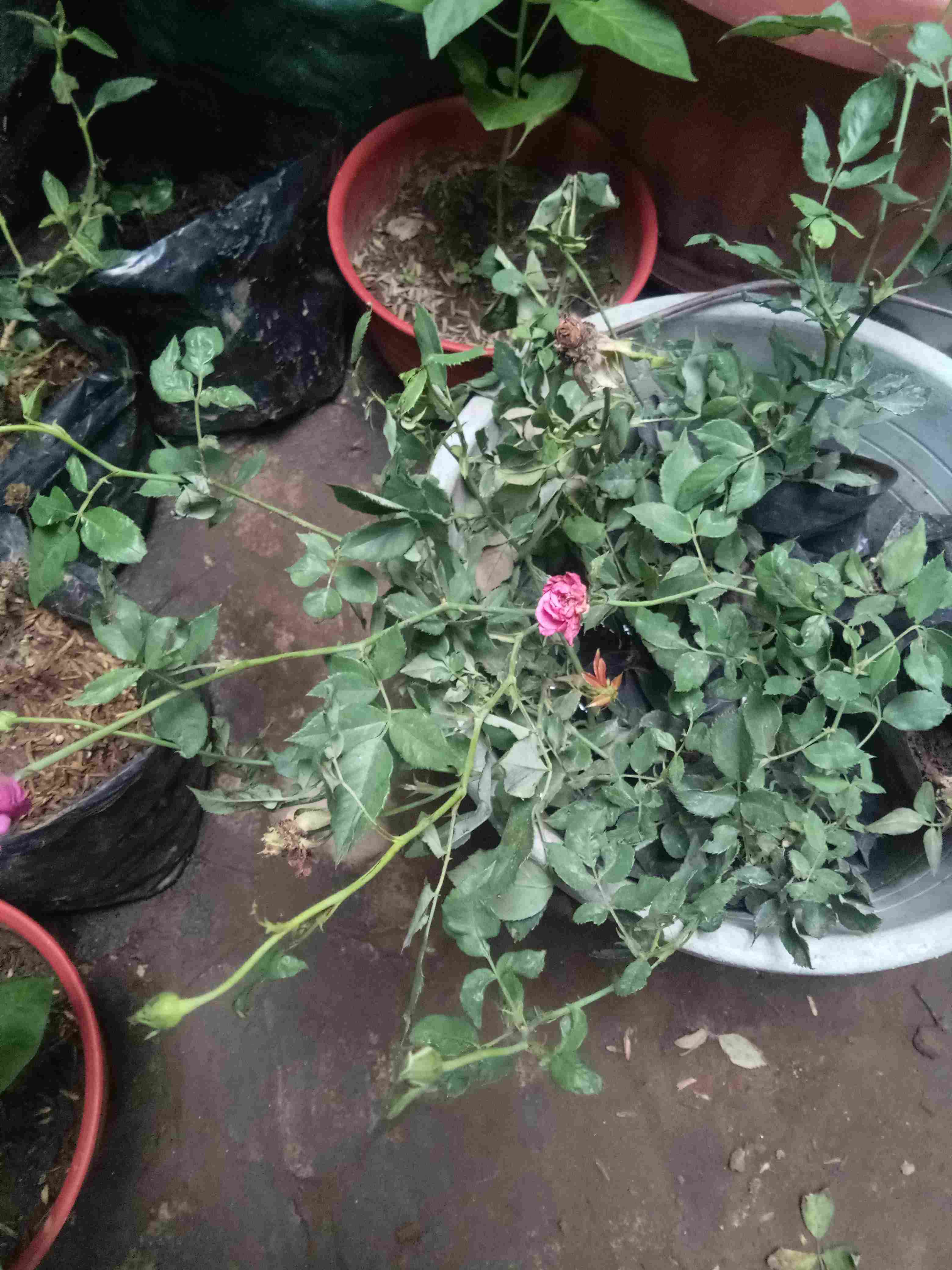 @_@ Bibit Tanaman Bunga Mawar 10 Pohon / 1 Paket Terbaik