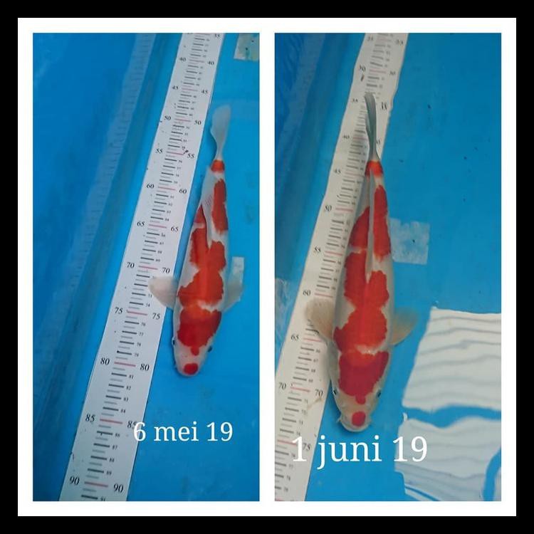 

PROMO Pakan Pelet Booster Ikan Koi