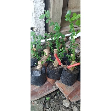 Sancang bahan bonsai hidup