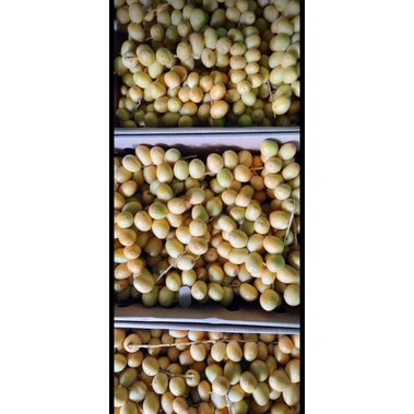 

KURMA MUDA