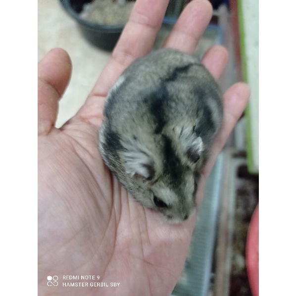 Indukan Hamster winter white jinak gembul via instan grab