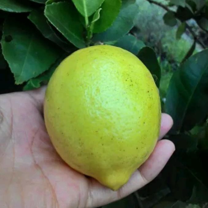 TrM Bibit Jeruk Lemon Tea Pohon Jeruk Lemon Kuning Bibit Buah Jeruk Lemon Pohon Buah Jeruk Lemon