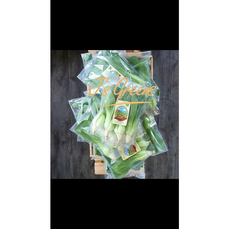 

Pakcoy Organik Living Organic