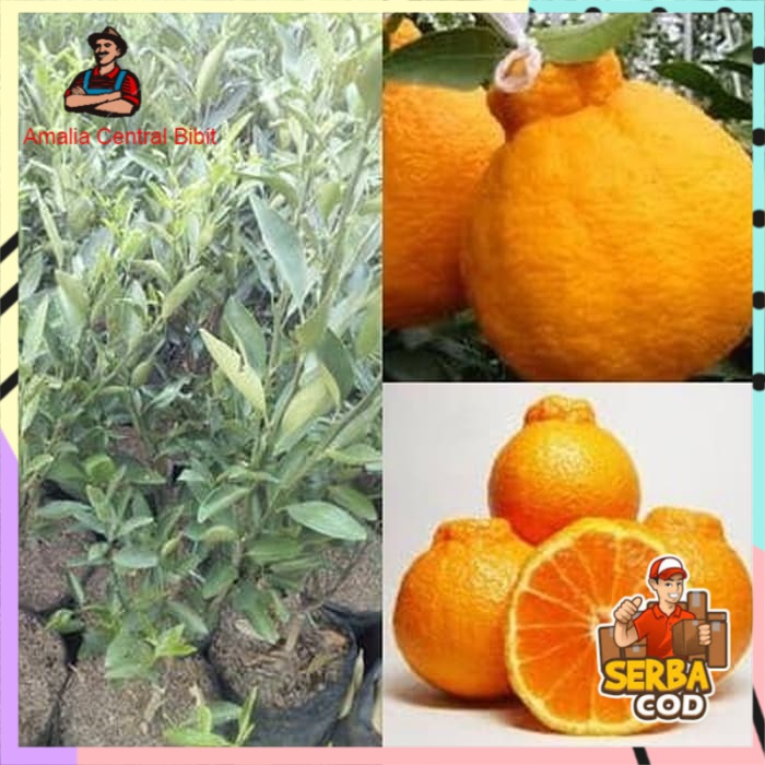 Bibit Jeruk Dekopon Okulasi